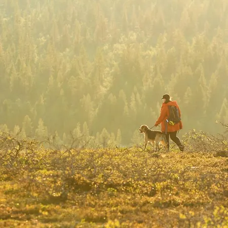 Arctic Sky Lapland *