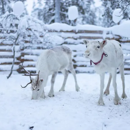 Ferienhaus Arctic Sky Lapland *